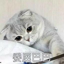 娱乐吃瓜君猫猫生气歌,娱乐吃瓜君带你领略萌宠音乐魅力