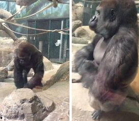 娱乐吃瓜酱动物园大猩猩,动物园大猩猩的趣味日常